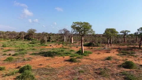 Aerial View of Spiny Forest Ecosystem in Ifaty, Madagascar Stock Footage 326580705