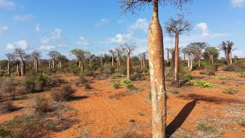 Aerial View of Spiny Forest Ecosystem in Ifaty, Madagascar Stock Footage 326580926