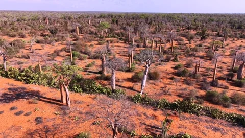 Aerial View of Spiny Forest Ecosystem in Ifaty, Madagascar Vidéo 326581328