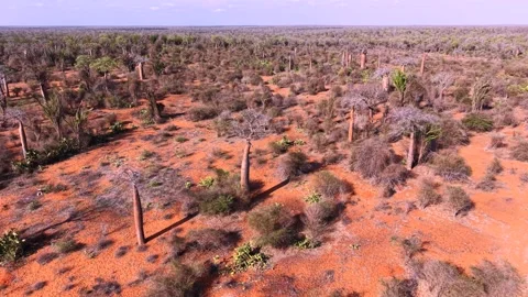 Aerial View of Spiny Forest Ecosystem in Ifaty, Madagascar Stock Footage 326581701