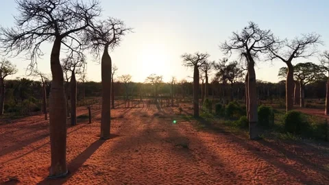 Aerial View of Spiny Forest Ecosystem in Ifaty, Madagascar Stock Footage 326585685