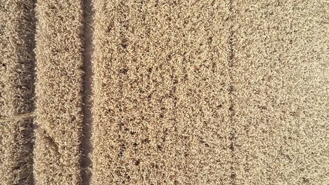 Aerial view, spiral down move. Interesting presentation of yellow wheat crop. Stock Footage 93066221