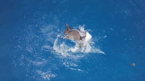 Aerial View of Spotted Eagle Rays Courting and Mating Behavior near Seychelles Stock Footage 337154297