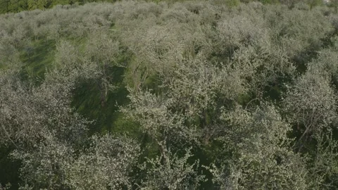 Aerial view spring blossoming apple tree garden Kolomenskoye Park, Moscow Russia Stock Footage 130483181