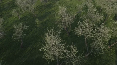Aerial view spring blossoming apple tree garden Kolomenskoye Park, Moscow Russia Stock Footage 130483191