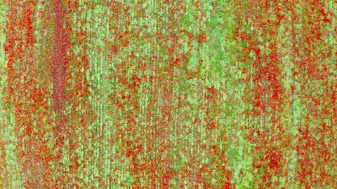 Aerial view of a spring farm field planted with cultivated plants and blooming Stock Footage 155253166