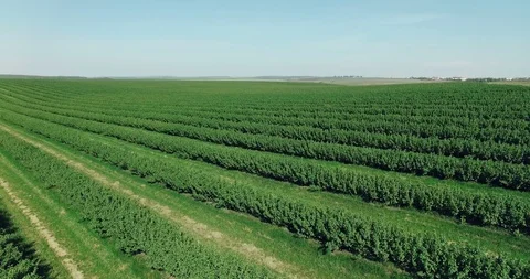 Aerial view of spring fields, backgropund 4k Vídeo Stock 91595705