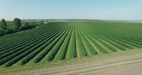 Aerial view of spring fields, backgropund 4k Vídeo Stock 91597448