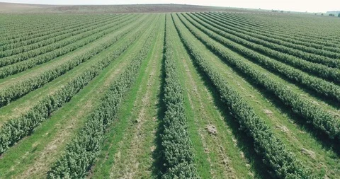 Aerial view of spring fields, backgropund 4k Video stock 91599418