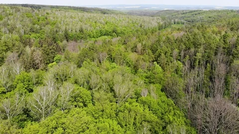 Aerial view of a spring forest. Stock Footage 107830680