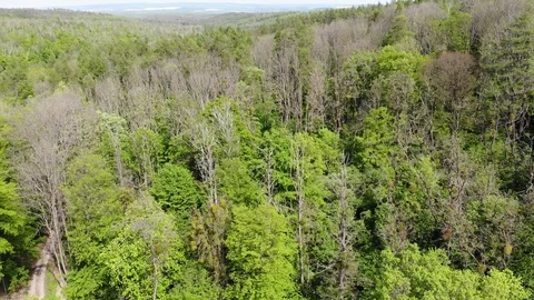 Aerial view of a spring forest. Stock Footage 107830714
