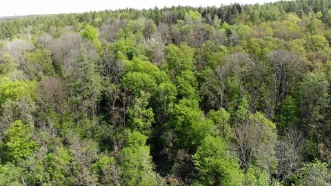Aerial view of a spring forest. Stock Footage 107831690
