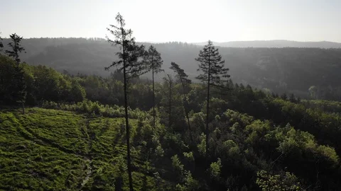 Aerial view of a spring forest. Stock Footage 108311727