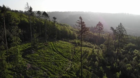 Aerial view of a spring forest. Stock Footage 108311942