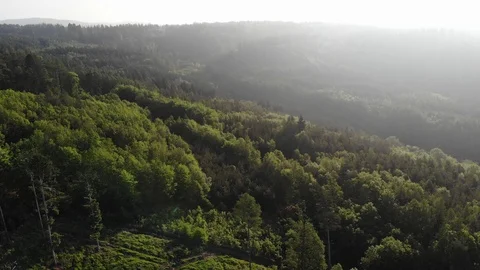 Aerial view of a spring forest. Stock Footage 108312353