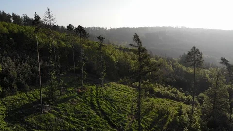 Aerial view of a spring forest. Stock Footage 108313211