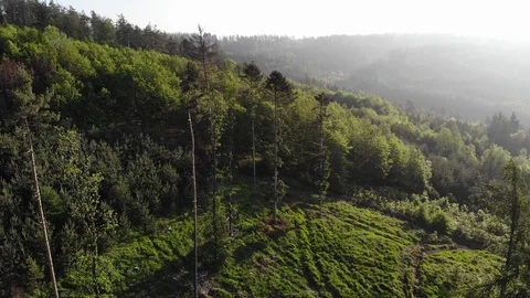 Aerial view of a spring forest. Stock Footage 108314932
