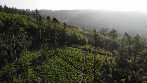 Aerial view of a spring forest. Stock Footage 108367599