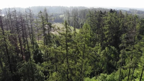 Aerial view of a spring forest. Video stock 108370369