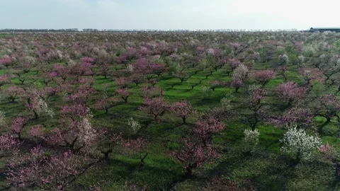 Aerial view of spring garden in bloom, blossoming orchard, agriculture, fruit Stock Footage 152995280