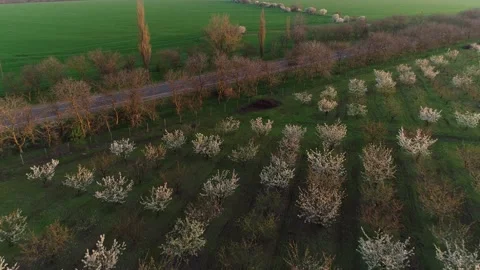 Aerial view of spring garden in bloom, blossoming orchard, agriculture, fruit Stock Footage 153330951