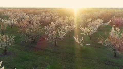 Aerial view of spring garden in bloom at sunset, flying over blossoming fruit Stock Footage 171924726