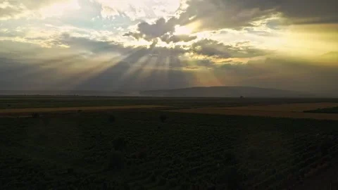 Aerial view of spring green field in the everning. Flying over green plants at Stock Footage 243860472