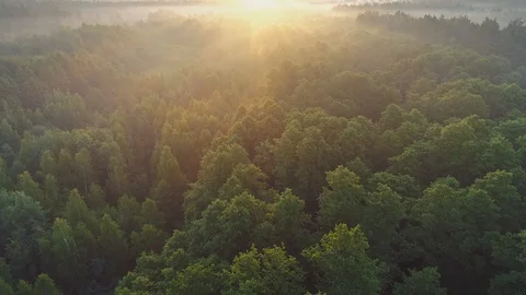 Aerial view of spring green forest early in the morning. Flying over green trees Stock-Footage 124313705