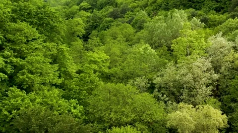 Aerial view of the spring green forest early in the morning. Flying over green Vídeos de archivo 150515670