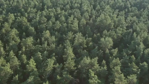 Aerial view of spring green forest early in the morning. Flying over green trees Stock Footage 158940826