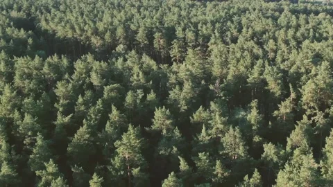 Aerial view of spring green forest early in the morning. Flying over green trees Stock Footage 158940840