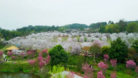 Aerial view of spring lake with rapeseed and cherry blossoms. Video stock 329923165