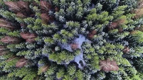 Aerial view of spring pine forest, flying directly above green pine trees, wild Stock Footage 154376713