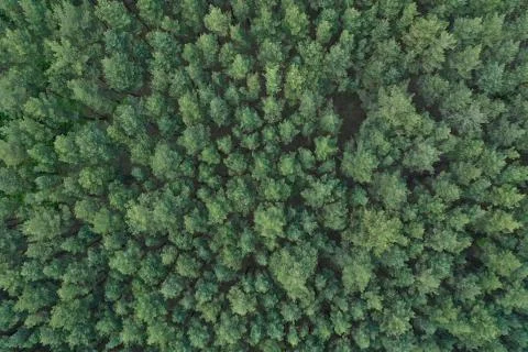 Aerial view of a spring pine forest. Coniferous forest texture Stock Photos