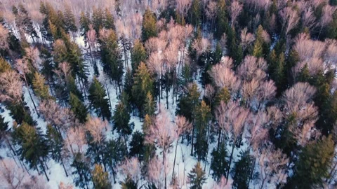 Aerial view of a spring snowy mixed forest at sunset Stock Footage 152037439