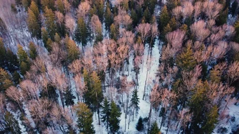 Aerial view of a spring snowy mixed forest Stock Footage 152037445