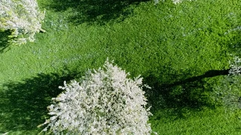 Aerial view. spring trees shadow. springtime. sun flare light. nature plants Stock Footage 64537135