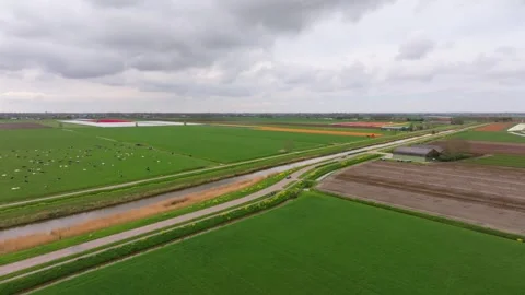 Aerial view of spring tulip fields with bicycles crossing through, Netherlands Stock Footage 313164461