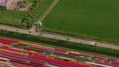 Aerial view of spring tulip fields with people biking between green meadows Stock Footage 313368622