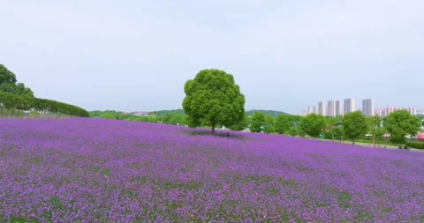 Aerial view of spring verbena Flower Sea in Wuhan Huabohui Park 스톡 동영상 241502584