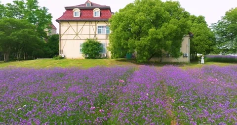 Aerial view of spring verbena Flower Sea in Wuhan Huabohui Park Stock Footage 241502947