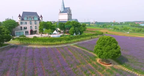 Aerial view of spring verbena Flower Sea in Wuhan Huabohui Park Stockbeeldmateriaal 241503060