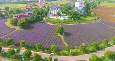 Aerial view of spring verbena Flower Sea in Wuhan Huabohui Stock Footage 241503396