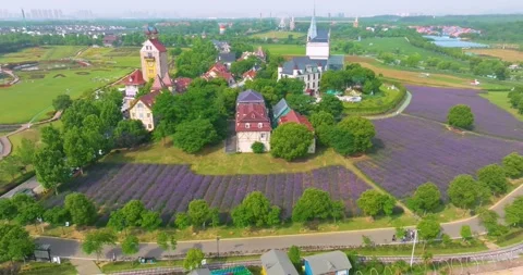 Aerial view of spring verbena Flower Sea in Wuhan Huabohui Park Stock Footage 241503460