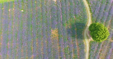 Aerial view of spring verbena Flower Sea in Wuhan Huabohui Park Stock Footage 241503535