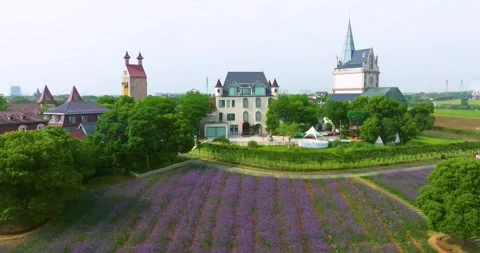 Aerial view of spring verbena Flower Sea in Wuhan Huabohui Park Stock Footage 241503653