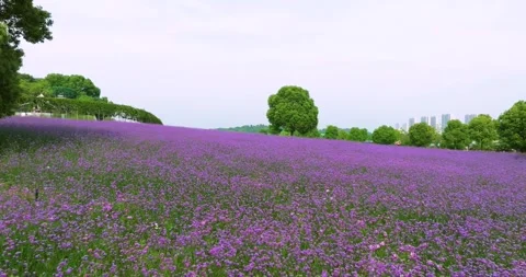 Aerial view of spring verbena Flower Sea in Wuhan Huabohui Park Stock Footage 241503773
