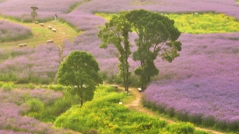 Aerial view of spring verbena Flower Sea in Wuhan Huabohui Stock Footage 241765689