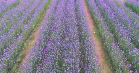 Aerial view of spring verbena Flower Sea in Wuhan Huabohui Stock Footage 241765769