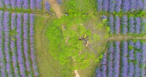Aerial view of spring verbena Flower Sea in Wuhan Huabohui Vídeos de archivo 241765989